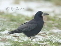 Roek [Corvus frugilegus]